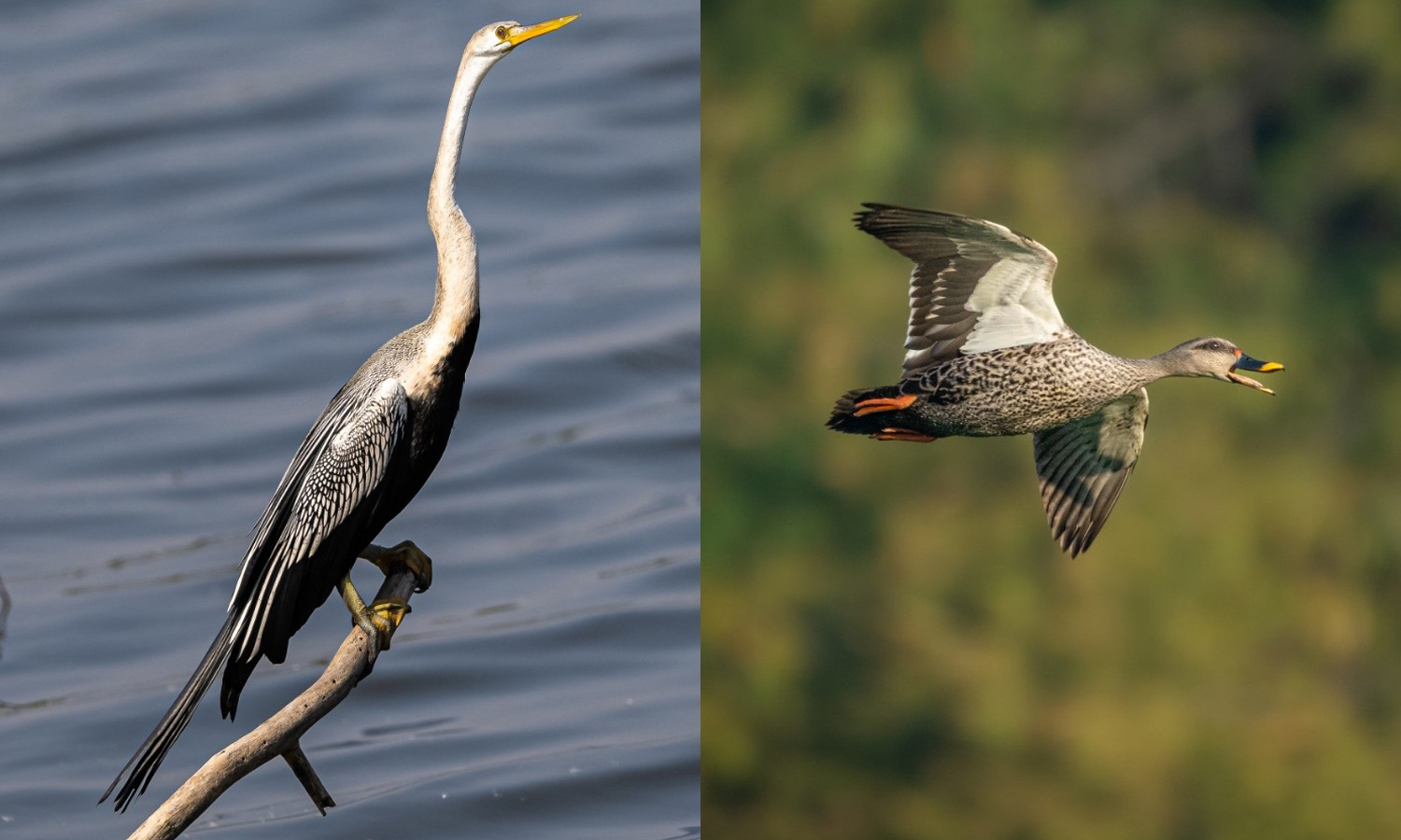 கோவை குளங்களுக்கு 9,500 பறவைகள் வந்தன- கணக்கெடுப்பில் தகவல்