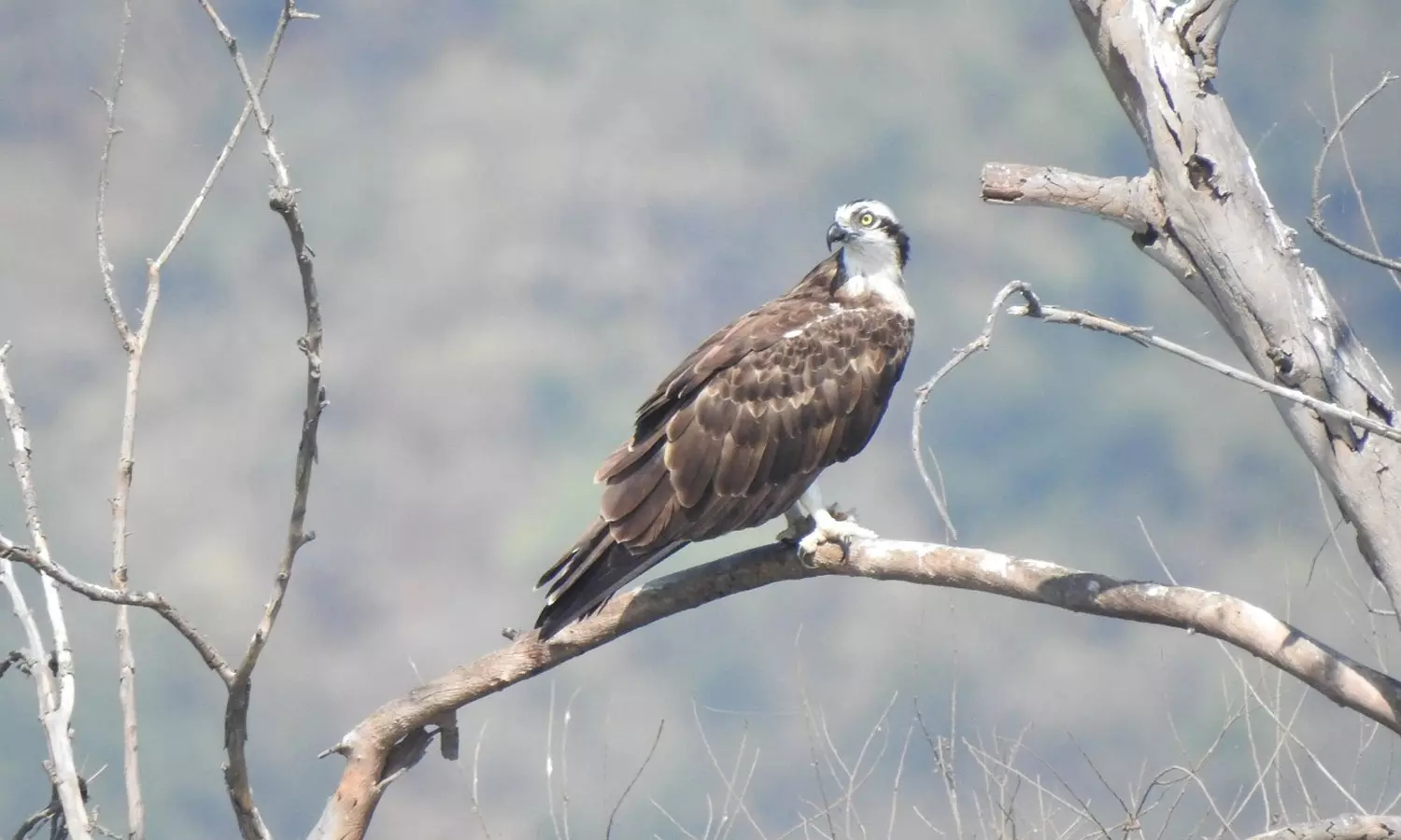 கோவை குளங்களுக்கு 9,500 பறவைகள் வந்தன- கணக்கெடுப்பில் தகவல்