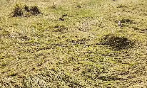 நெற்பயிர்கள் சேதம்