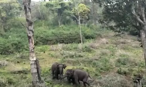 கோத்தகிரியில் பழங்குடியின கிராமம் அருகே முகாமிட்டுள்ள காட்டு யானைகள்