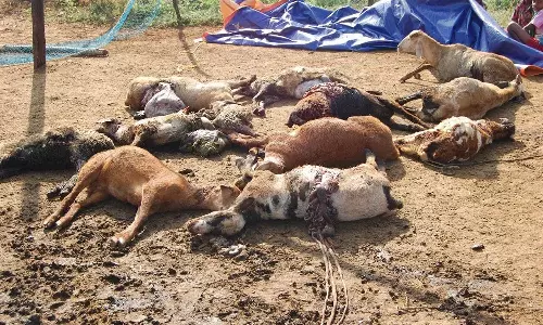 ஊத்தங்கரை அருகே மர்ம விலங்கு கடித்து மாடு, ஆடு பலி