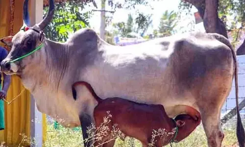 காங்கேயம் இன மாடுகள் - ரூ.15 லட்சத்திற்கு விற்பனை