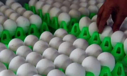 முட்டை விலை சரிவு: கோழிப்பண்ணையாளர்களுக்கு தினமும் ரூ.5 கோடி இழப்பு