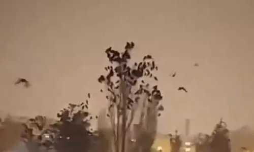 3,400 பேரை பலி வாங்கிய நிலநடுக்கம் - முன்பே உணர்த்திய பறவைகள் கூட்டம்