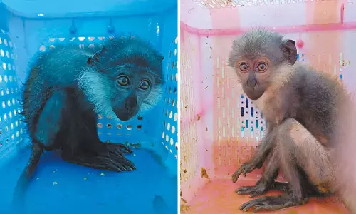 சென்னை விமான நிலையத்தில் அரிய வகை குரங்குகள் பறிமுதல்