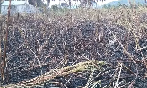 ஒட்டன்சத்திரம் அருகே தீ விபத்து மின்கம்பி உரசியதில் ரூ.10லட்சம் மதிப்பிலான பயிர்கள் சேதம்