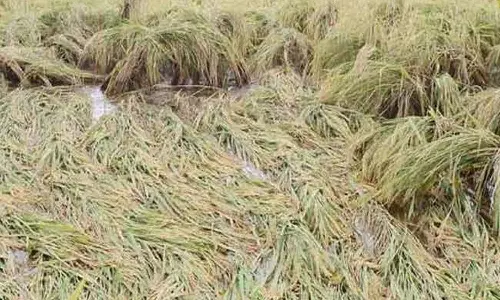 டெல்டா மாவட்டங்களில் மழையால் ஏற்பட்டுள்ள பயிர் பாதிப்புகளை ஆய்வு செய்ய மத்திய குழு நாளை வருகை