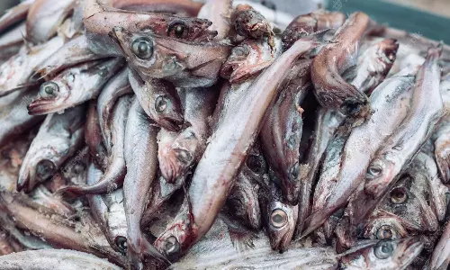 கேரளாவுக்கு 2 கண்டெய்னர்களில் கொண்டு வரப்பட்ட அழுகிய மீன்கள்- போலீசார் கைப்பற்றி விசாரணை