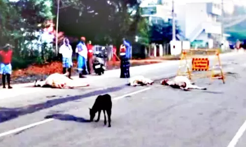 வாகனம் மோதி 3 மாடுகள் பலி