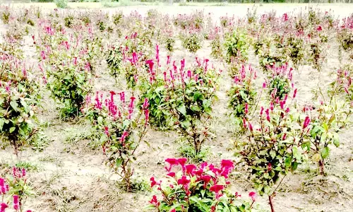 வேதாரண்யம்: கோழிக்கொண்டை பூ சாகுபடி செய்து மண் வளத்தை காக்கும் பட்டதாரி வாலிபர்