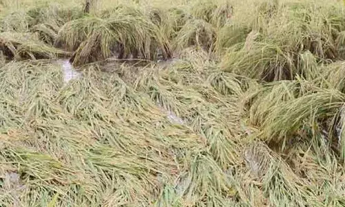 டெல்டா பகுதிகளில் மழையால் ஏற்பட்டுள்ள பயிர் பாதிப்புகளை ஆய்வு செய்ய மத்திய குழு இன்று வருகை