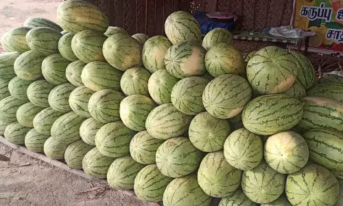 சூடுபிடிக்கும் தர்ப்பூசணி விற்பனை