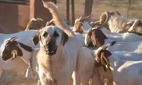 பல்லடம் பகுதியில் ஆடுகளை கடித்துக்கொல்லும் நாய்கள் - பொதுமக்கள் அச்சம்
