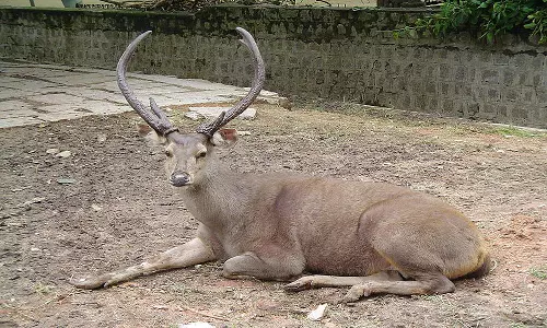 தடிக்காரன்கோணம் அருகே மிளா வேட்டையாடிய 2 பேர் தலைமறைவு