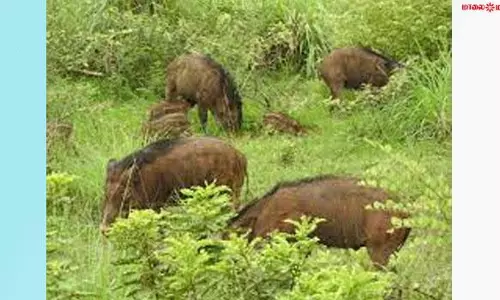 மிளகாய், பருத்தி செடிகளை நாசம் செய்யும் காட்டு பன்றிகள்