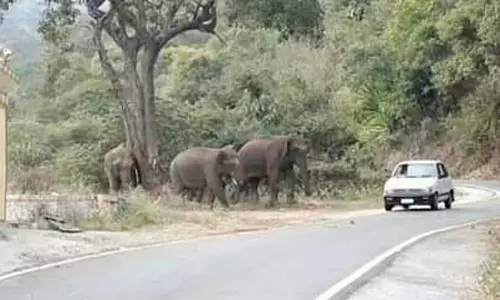 ஊட்டி செல்லும் சாலையில் யானைகளுக்கு தொல்லை கொடுத்த வாகன ஓட்டிகள்- வனத்துறையினர் எச்சரிக்கை