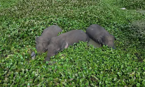 ஓசூர் அருகே ஏரியில் ஆகாய தாமரைகள் இடையே நீந்தி சென்ற காட்டு யானைகள்