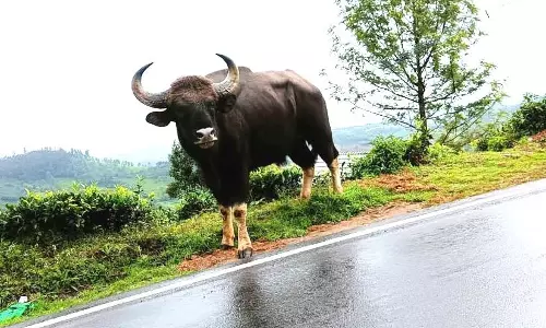 மஞ்சூரில் காட்டெருமை உலா