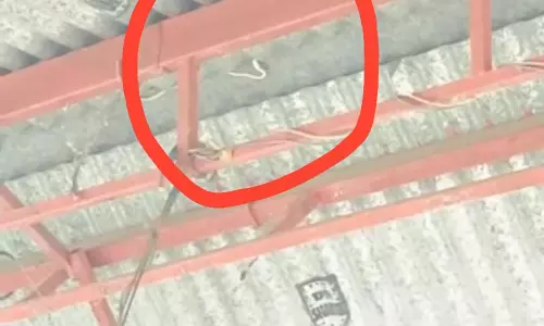 கோவிலில் படம் எடுத்த வெள்ளை நாகப்பாம்பு