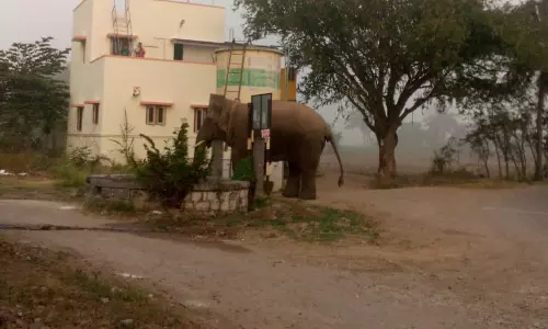 தருமபுரி அருகே   உலா வந்த ஒற்றை யானை