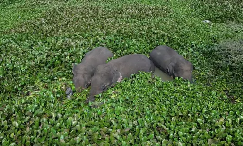 ஏரியில் ஆகாய தாமரைகள் இடையே நீந்தி சென்ற காட்டு யானைகள்