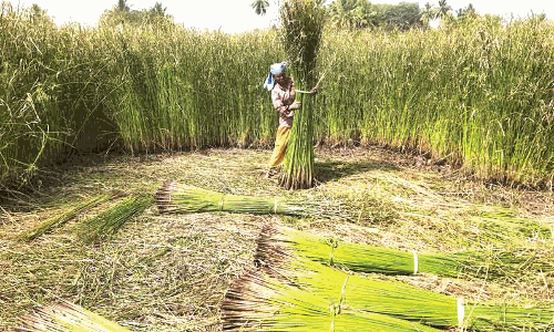 Karur News : Harvesting of Gorai grass in Nerur area