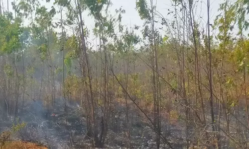 திருத்தணி அருகே தீ விபத்து- 10 ஏக்கர் தைலம் தோப்பு எரிந்து நாசம்