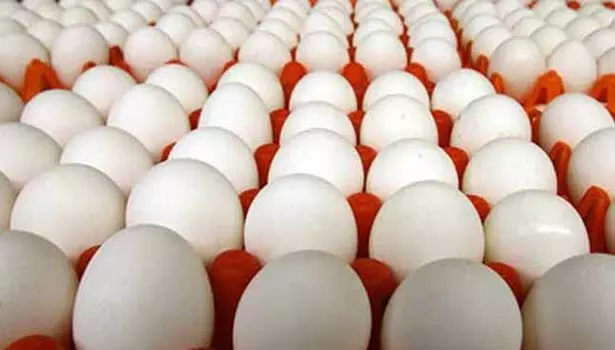 நாமக்கல் மண்டலத்தில் முட்டை விலை மேலும் 20 காசுகள் சரிவு நாமக்கல் மண்டலத்தில் முட்டை விலை மேலும் 20 காசுகள் சரிவு