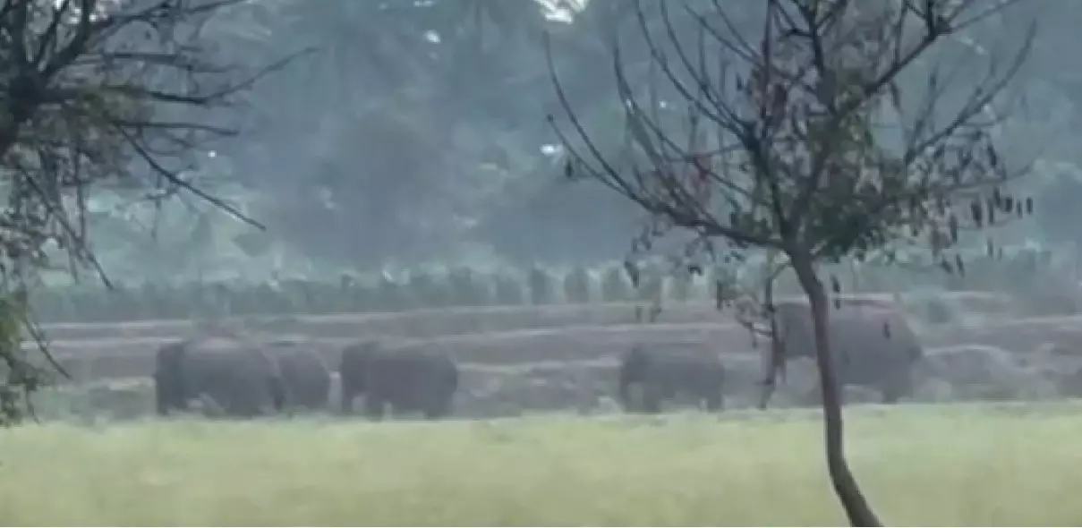 வனத்துக்குள் திரும்ப வழி தெரியாமல் தவிக்கும் யானைகள்