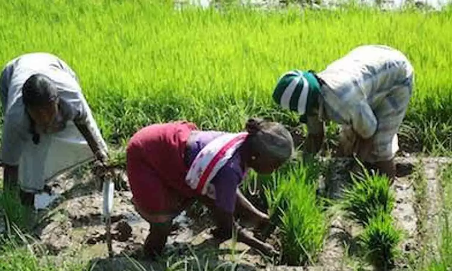 அமராவதி அணையில் இருந்து தண்ணீர் திறப்பு -  உடுமலை பகுதியில் சம்பா சாகுபடி பணிகள் தீவிரம்