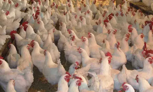 கறிக்கோழி கொள்முதல் விலை சரிவால் பண்ணையாளர்கள் கவலை