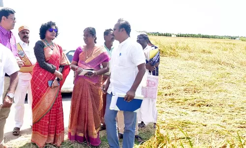 பருவம் தவறிய மழைப் பொழிவால் பாதிப்படைந்த விவசாய நிலங்கள் கணக்கெடுக்கும் பணி-புதுக்கோட்டை கலெக்டர் நேரில் ஆய்வு