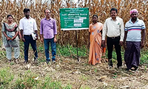 மக்காளச்சோள பயிர்கள் அறுவடையை அதிகாரிகள் ஆய்வு