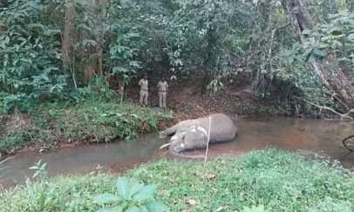 ஆற்றில் இறந்து கிடந்த ஆண் யானை