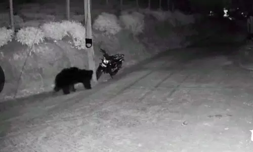 கோத்தகிரியில் தொடர் கரடி நடமாட்டம் பொதுமக்கள் அச்சம்