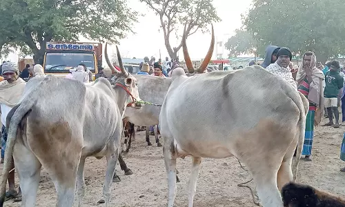 ரூ.35லட்சத்திற்கு கால்நடைகள் விற்பனை