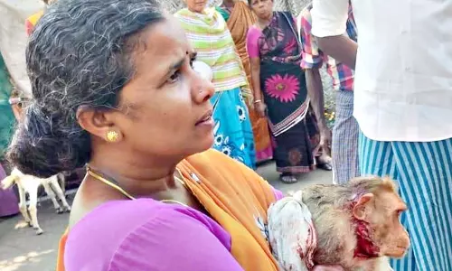 அலங்காநல்லூர் அருகே நாய்களிடம் சிக்கி காயமடைந்த குரங்கை மீட்ட பெண்- பொதுமக்கள் பாராட்டு