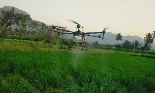 விளை நிலங்களில் டிரோன் மூலம் பூச்சி மருந்து தெளிப்பு
