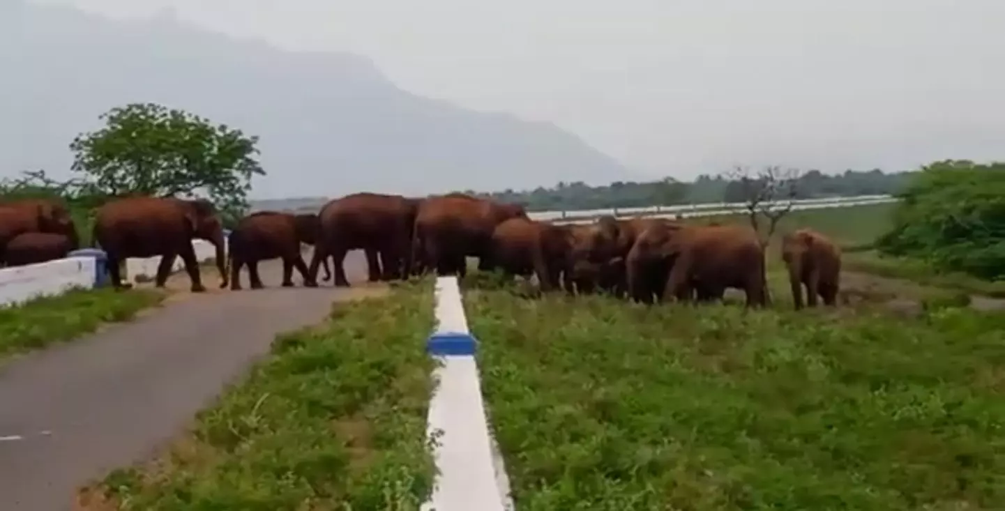 உணவு தேடி கூட்டமாக வந்த யானைகள்