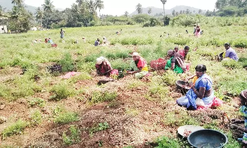 வடமதுரை, அய்யலூர் பகுதிகளில் சின்ன வெங்காய சாகுபடியில் ஆர்வம் காட்டும் விவசாயிகள்