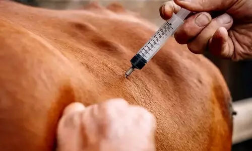 கன்று வீச்சு நோயை தடுக்க கால்நடைகளுக்கு தடுப்பூசி