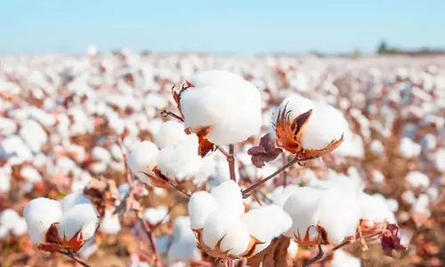 விற்பனை  கூடத்தில் ரூ.1 கோடிக்கு பருத்தி விற்பனை