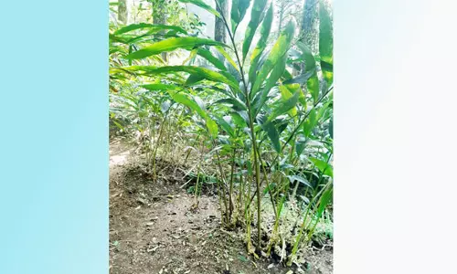 ஏலக்காய் விவசாயம் செய்ய முடியாமல் வாழ்வாதாரம் இழந்த விவசாயிகள்