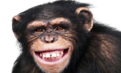 அபிராமம் தெருக்களில் சுற்றித்திரியும் குரங்குகளால் பொதுமக்கள் அச்சம்