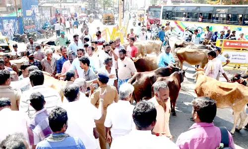 தஞ்சையில், மாடுகளுடன் உரிமையாளர்கள் திடீர் போராட்டம்