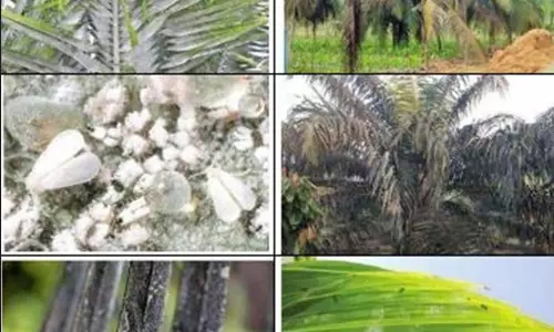 தென்னை மரங்களை தாக்கும் ரூகோஸ் சுருள் வெள்ளை ஈக்களை கட்டுப்படுத்துவது எப்படி- புதுக்கோட்டை வேளாண்மை இணை இயக்குநர் ஆலோசனை