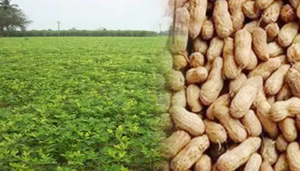 விளைச்சல் அதிகரிப்பால்சேலத்துக்கு நிலக்கடலை வரத்து அதிகரிப்பு விளைச்சல் அதிகரிப்பால்சேலத்துக்கு நிலக்கடலை வரத்து அதிகரிப்பு