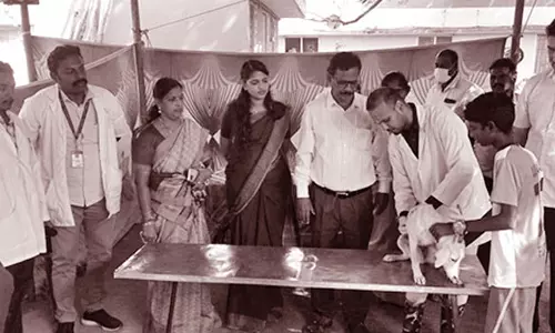 மீஞ்சூரில் 163 செல்ல பிராணிகளுக்கு தடுப்பூசி