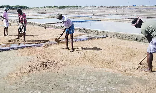 வேதாரண்யத்தில், உப்பு உற்பத்தி பணிகள் மீண்டும் தொடக்கம்