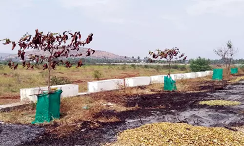 பாக்குத் தோலுக்கு வைத்த தீயில் கருகிய மரக்கன்றுகள்